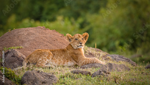 Lion cub   Panthera Leo Leo  enjoying the evening  Olare Motorogi Conservancy  Kenya.