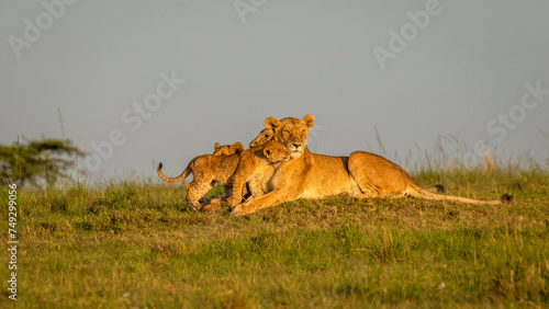 Photography Lion ( Panthera Leo Leo) pride enjoying the golden light of the morning sun, Olare Motorogi Conservancy, Kenya