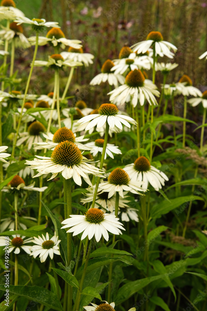 fleurs des champs colorées, marguerites et pâquerettes, jardin naturel fleurs des champs colorées, marguerites et pâquerettes, jardin naturel