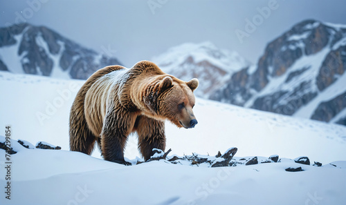 brown bear in winter snow mountain scenery © magann