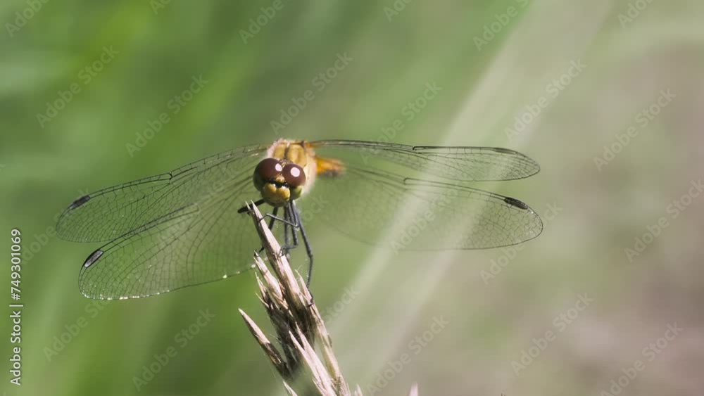 Sympetrum vulgatum dragonfly close-up Sympetrum vulgatum dragonfly close-up