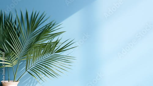 palm leaves on the light blue wall.