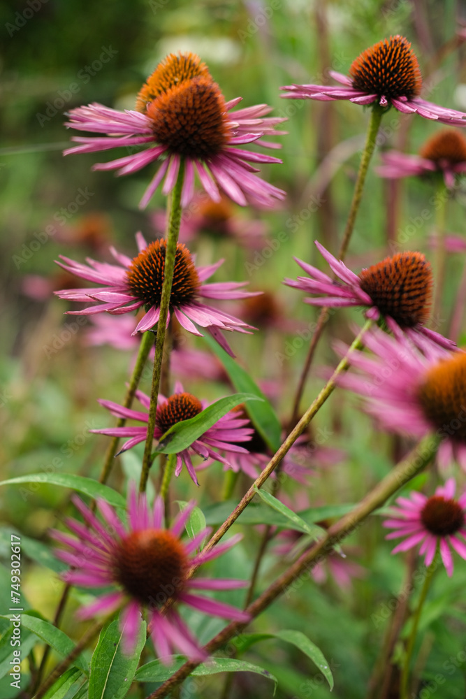 fleurs des champs colorées, marguerites et pâquerettes, jardin naturel fleurs des champs colorées, marguerites et pâquerettes, jardin naturel