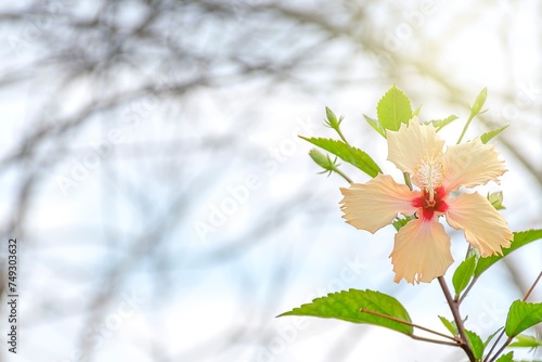 Hibiscus flowers, white background