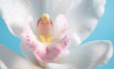 Macro photo of white cymbidium on a blue background. blur and selective focus. Copy space