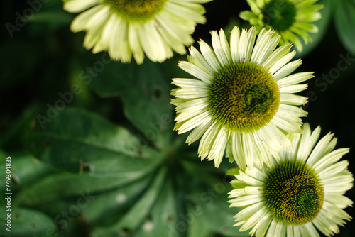Fotografie fleurs des champs colorées, marguerites et pâquerettes, jardin naturel