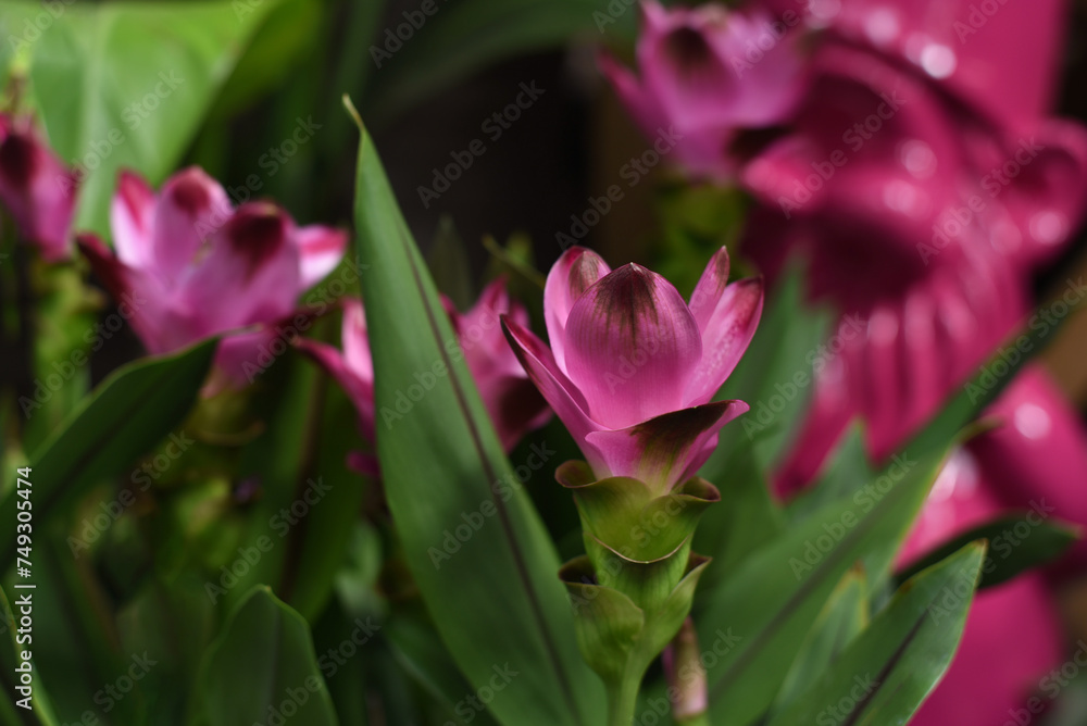 Pink exotic flower in the botanical garden Pink exotic flower in the botanical garden