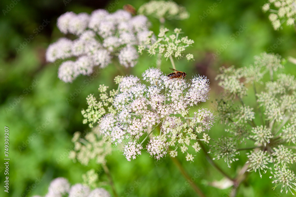 Valerian (Valeriana officinalis)