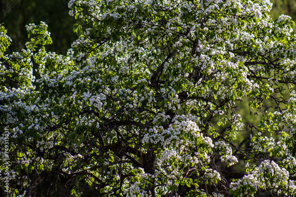 Fototapeta premium Blossoming Beauty: Almond Flowers in Jaen's Countryside