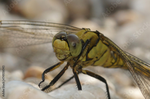 Closeup on a female Southern skimmer dragonfly, Orthetrum brunneum, sitting on white stones at the riverside in sunny weather