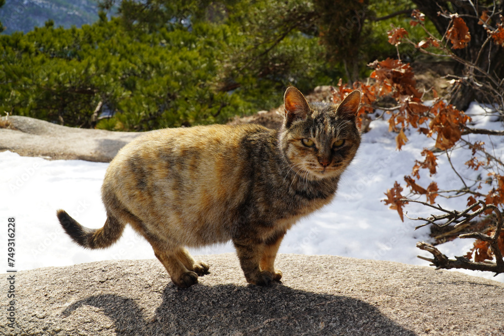 Obraz premium The Wild Mackerel Tabby Cat