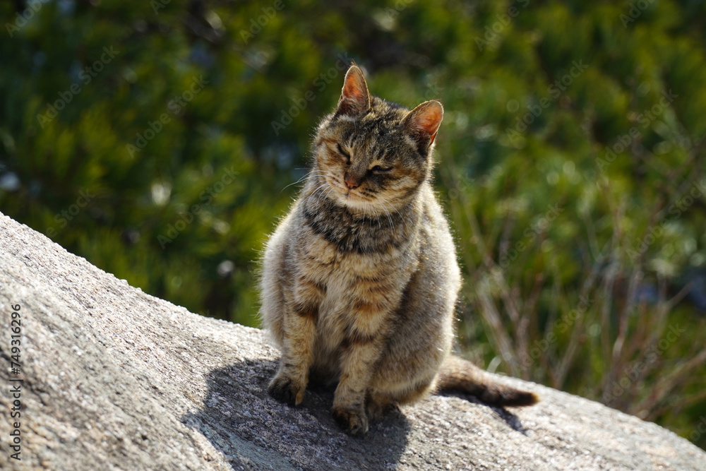 The Wild Mackerel Tabby Cat