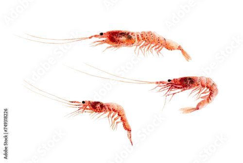 サクラエビ　手描き水彩画