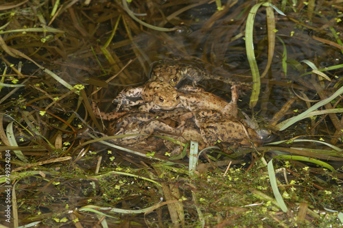 Closeup on a ball of male European common toad, Bufo bufo busy fertilizing fresh laid eggs