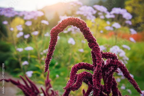Blooming amaranth close-up, Amaranthus cruentus is red-purple in inflorescences. Cultivation of garden plants and flowers. Background on healthy vegetarian food photo