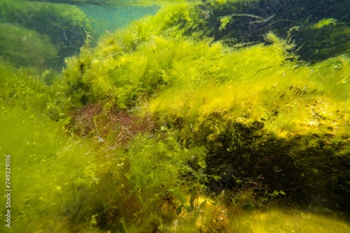 algal mess move in laminar flow after storm, green algae Ulva, Cladophora, Bryopsis oxygenate air bubble, low salinity Black sea ecology disaster, littoral zone pollution, water surface reflection