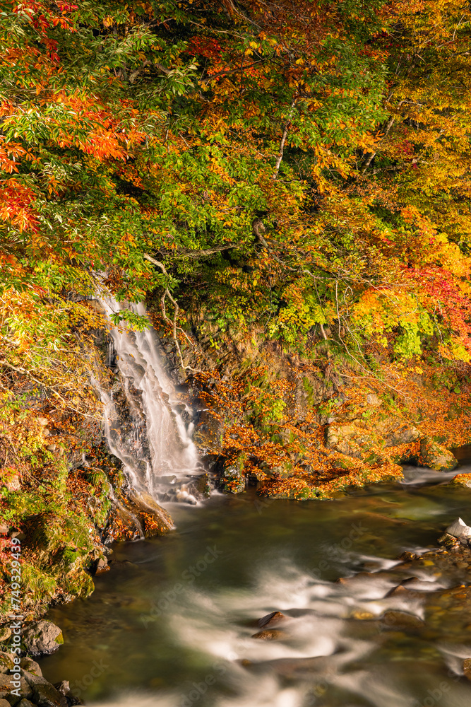 日本　青森県黒石市にある中野もみじ山のライトアップされた紅葉と不動の滝