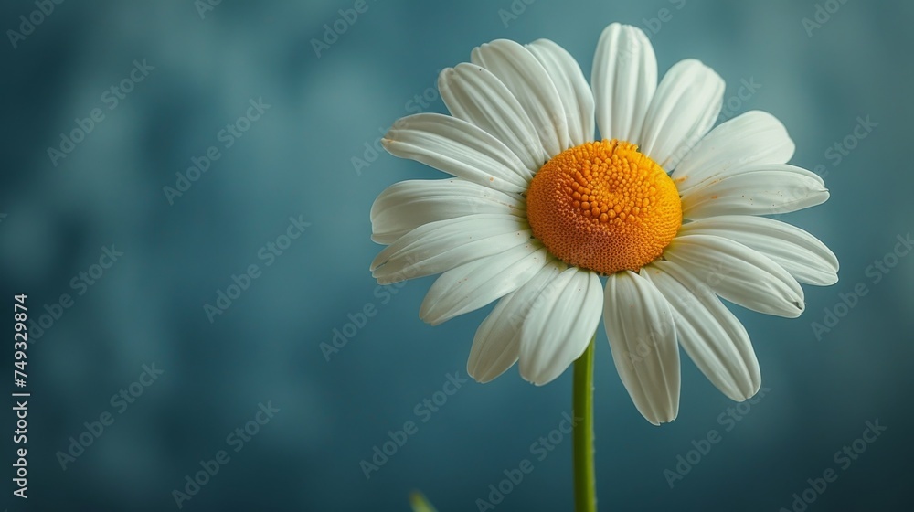 Fototapeta premium Beautiful, colorful chamomile daisy flowers. Floral composition