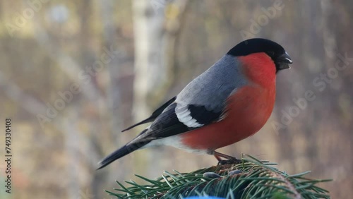 A bullfinch on a blue spruce branch is chased away by a little greenfinch..