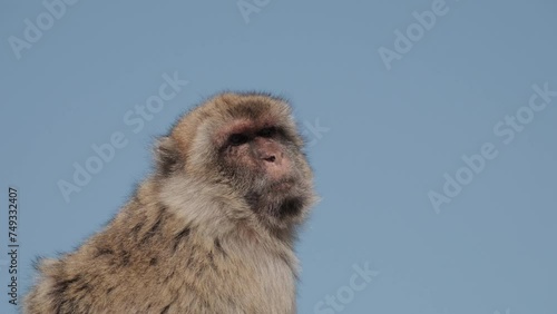 Barbary macaque on the Rock of Gibraltar with sky in background