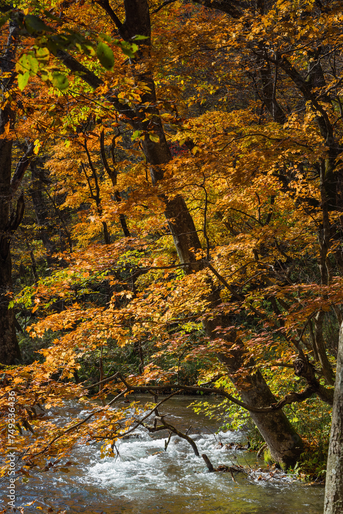 Obraz premium 日本 青森県十和田市、十和田湖の子ノ口から焼山まで続く奥入瀬渓流の紅葉