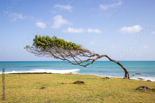 Nature in a special way  trees grow with the wind  in an open space by the sea  a unique tree is created. Pure Caribbean at Pointe All  gret  Guadeloupe  French Antilles  France