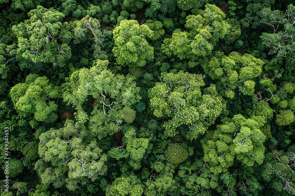 Naklejka premium Cerrado Landscape Diversity from Above