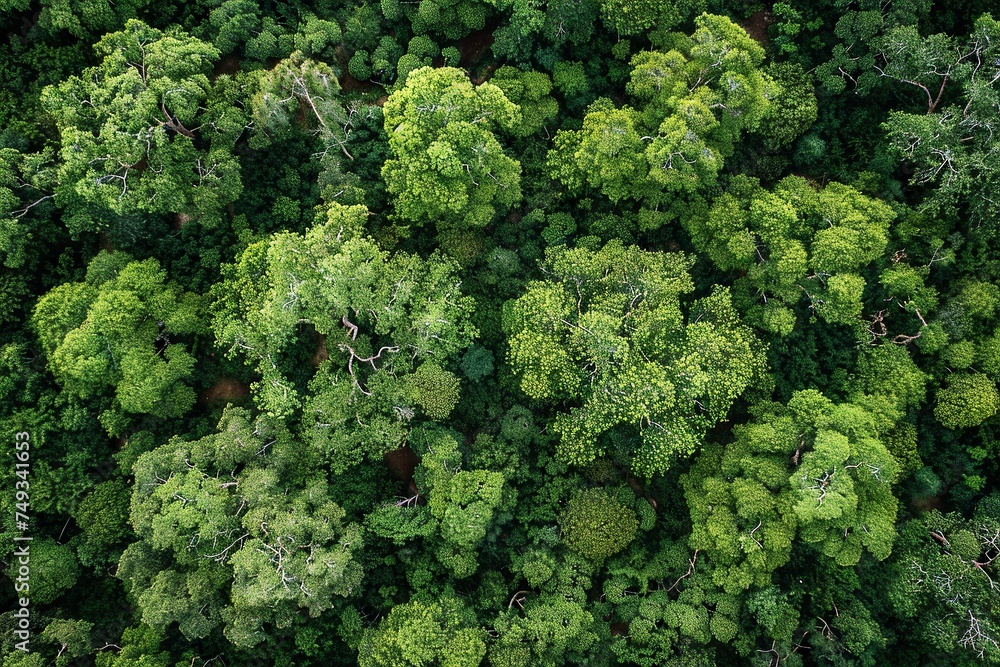 Cerrado Landscape Diversity from Above

