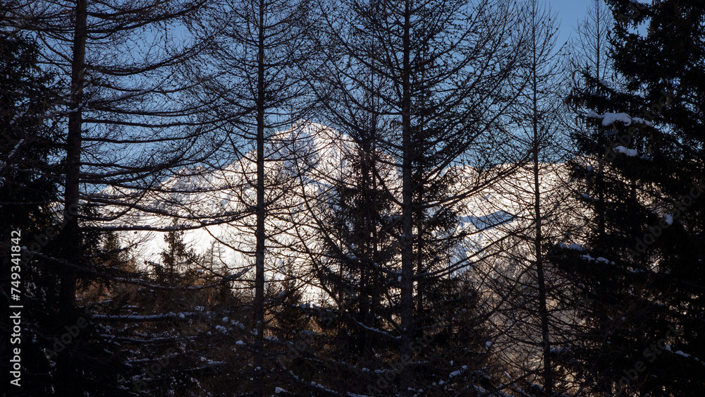 A view through the larch treetops of Mont-Cenis, a massif in the French Alps