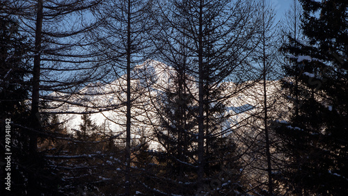 A view through the larch treetops of Mont-Cenis, a massif in the French Alps