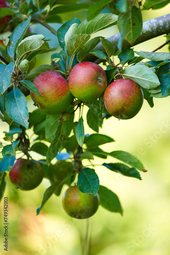 Apple, tree and growth of fruit with leaves outdoor in farm, garden or orchard in agriculture or nature. Organic, food and farming in summer closeup with sustainability for healthy environment