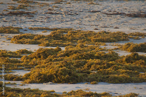 Sargassum seaweed bloom on a beach in Indialantic Florida