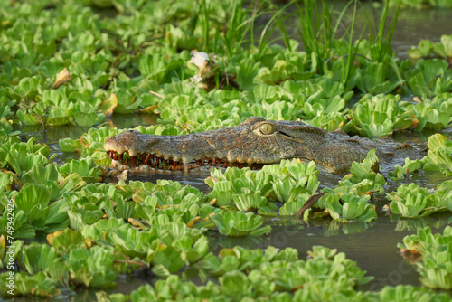 Nile Crocodile (Crocodylus niloticus) lurking amongst floating water hyacinth in a shallow lagoon in South Luangwa National Park, Zambia photo