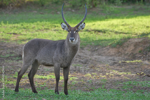 Canvas Print Waterbuck (Kobus ellipsiprymnus) in South Luangwa National Park, Zambia