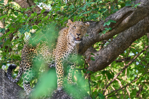 Female Leopard  Panthera pardus  resting in a tree in South Luangwa National Park  Zambia