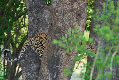 Female Leopard  Panthera pardus  descending from a tree in South Luangwa National Park  Zambia