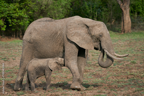 African Elephant  Loxodonta africana  with calf in South Luangwa National Park  Zambia