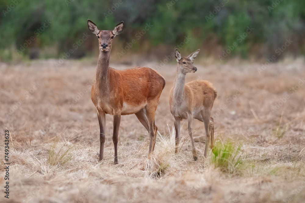 Red deer in Calden Forest environment, La Pampa, Argentina, Parque Luro, Nature Reserve Red deer in Calden Forest environment, La Pampa, Argentina, Parque Luro, Nature Reserve