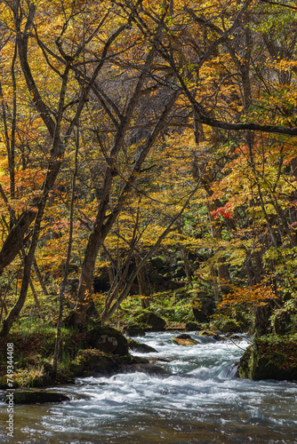 日本 青森県十和田市、十和田湖の子ノ口から焼山まで続く奥入瀬渓流の紅葉