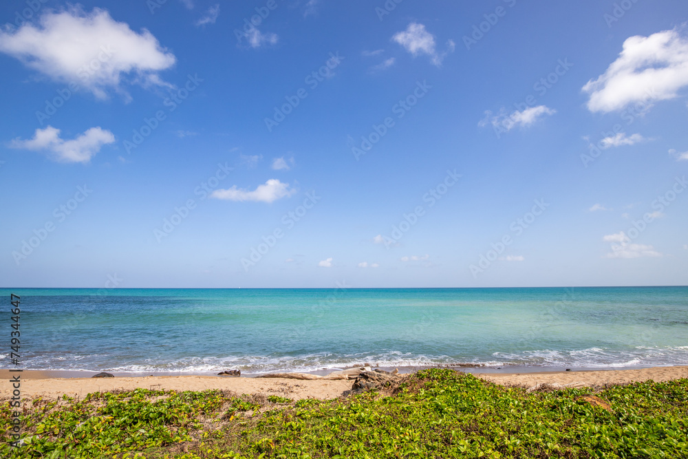 Nature in a special way, trees grow with the wind, a dreamlike landscape right on the Turquoise Sea. Deserted sandy beaches in the Caribbean. Pointe Allègre on Basse Terre, Guadeloupe, French Antilles