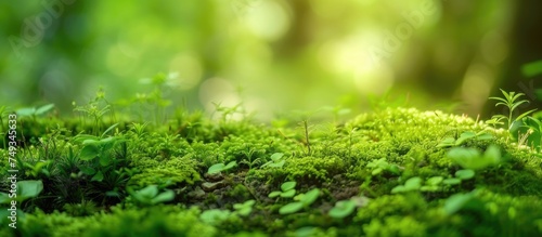 A close-up view of a moss-covered surface with tall trees in the background, showcasing the natural beauty of the forest floor. © 2rogan