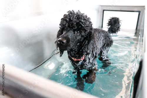 dog in a pool at hydrotherapy photo