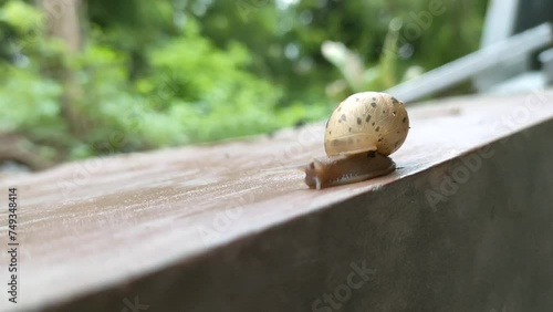 The little snail walks down on the floor