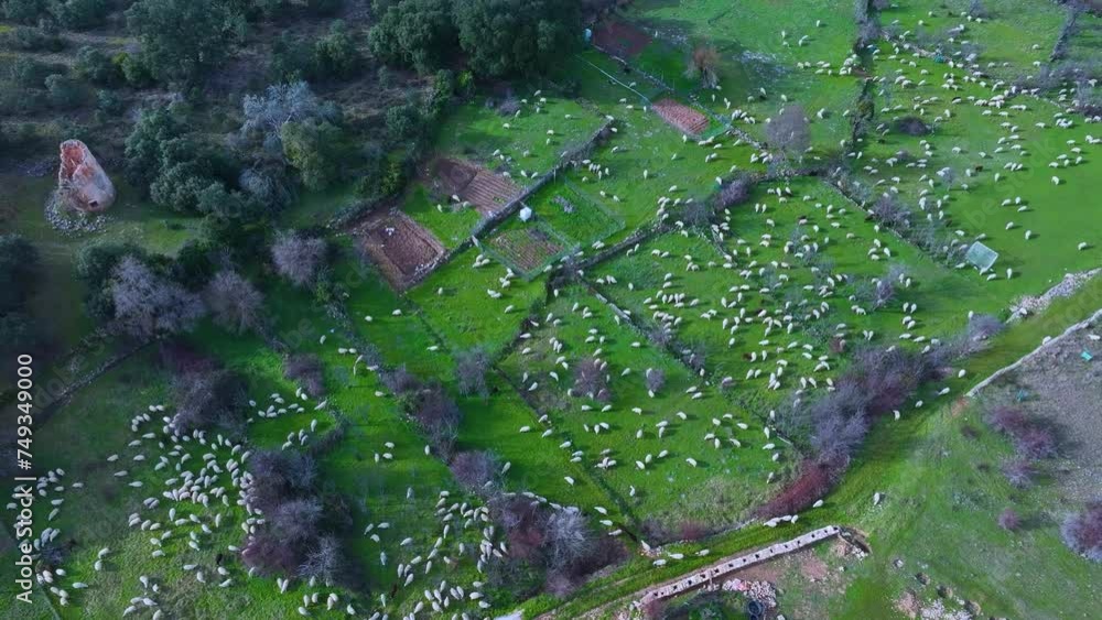 Aerial view from a drone of a flock of sheep in the town of Valderromán. Municipality of Caracena. Province of Soria. Castile and Leon. Spain. Europe Aerial view from a drone of a flock of sheep in the town of Valderromán. Municipality of Caracena. Province of Soria. Castile and Leon. Spain. Europe