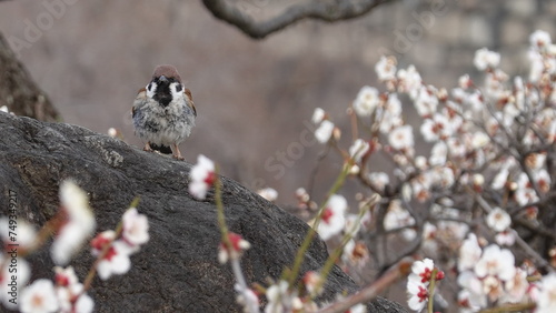 梅の花とスズメ