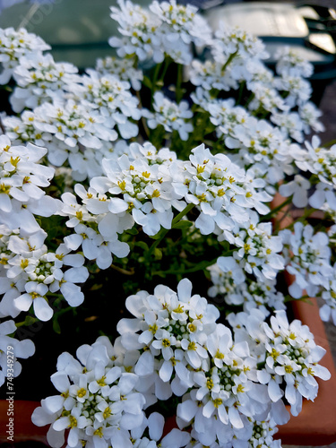 Kleine weisse und süsse Blumen