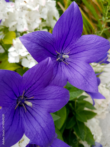 Blau-Violette Glockenblume (Campanula)