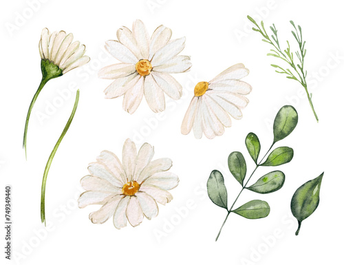 Watercolor set of chamomile flowers and greenery, leaves and branches. Illustrations of daisy buds and foliage for composition and design. Spring and summer theme, festive decoration.