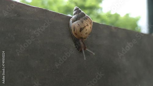 Small snails walk down the wall