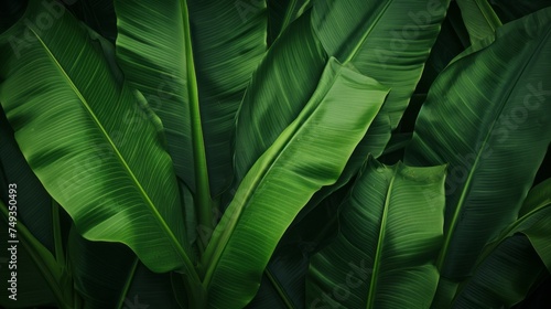 The texture of tropical Green banana leaves. Nature Background.